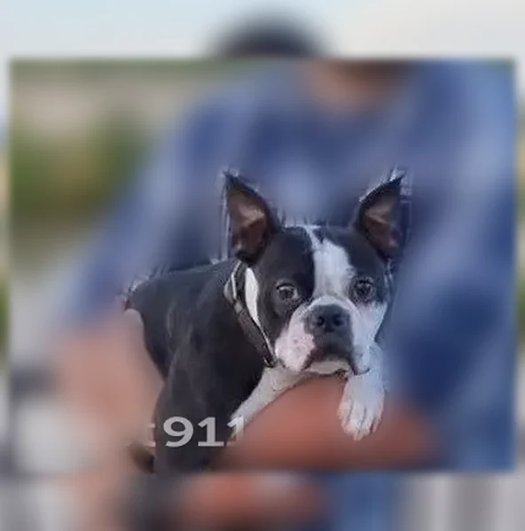 Lost dog, East Windsor Shadows, Mesa - black and white tuxedo pattern - photo