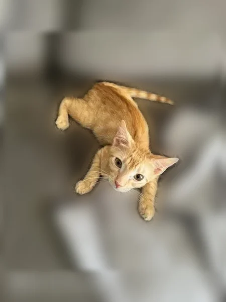 Lost cat, Green Drive, 7606, Gloucester Point, Gloucester Point - male, skittish, purple calming collar - photo