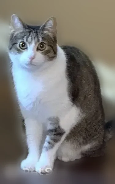 Lost cat, Porter Meadow Lane, Houston - indoor, very calm female - photo