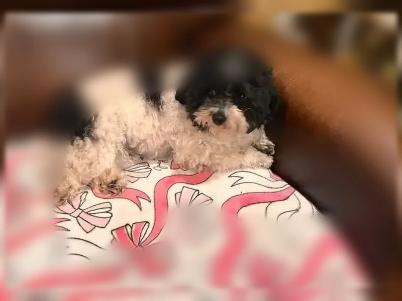 Lost dog, Winton Avenue, 3102, Indianapolis - black and white, small, curly-haired coat - photo