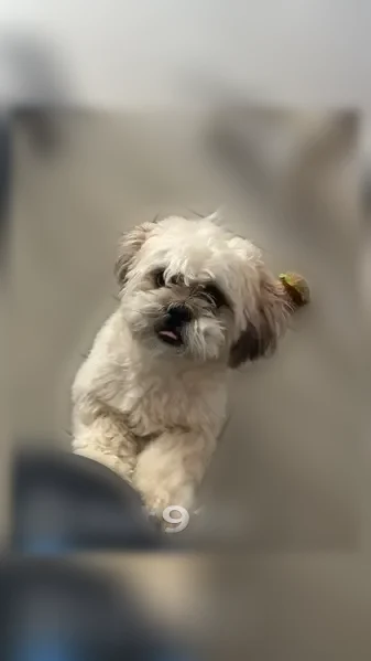 Lost dog, West Flores Drive, 24206, Buckeye - male, white with a blue collar - photo