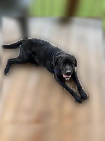 Found dog, Community Park Road, Rupert - photo