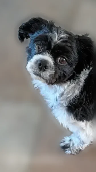 Lost dog, North Elizabeth Court, 1225, Casa Grande - female Shih Tzu - photo