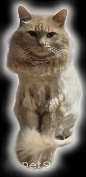 Lost cat, Coral Court, 2498, North Bellmore - male, ginger, long-haired with a lion cut - photo