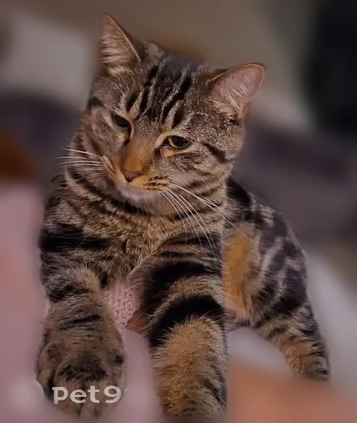 Lost cat, Moravian Drive, 38425, Mount Clemens - female brown and black tabby, chipped - photo
