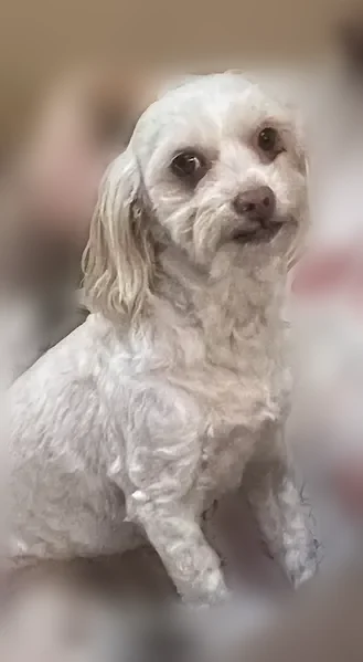 Lost dog, Silo Road, 5130, Durant - female, small with white curly hair - photo