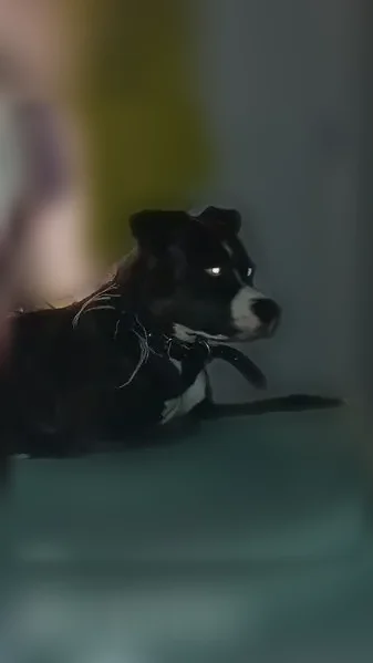 Lost dog, Benton Pike Northeast, 5569, Cleveland - female, black and white fur, blue eyes - photo