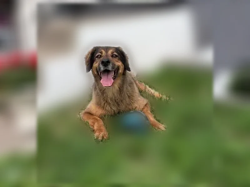 Lost dog, East 29th Street, 567, Minneapolis - German shepherd, afraid of loud noises - photo