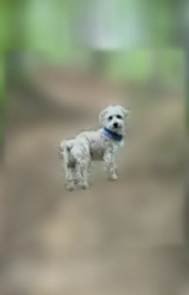 Lost dog, Sweet Gum Valley Road, Charleston - male, small white schnoodle with a blue bandanna - photo