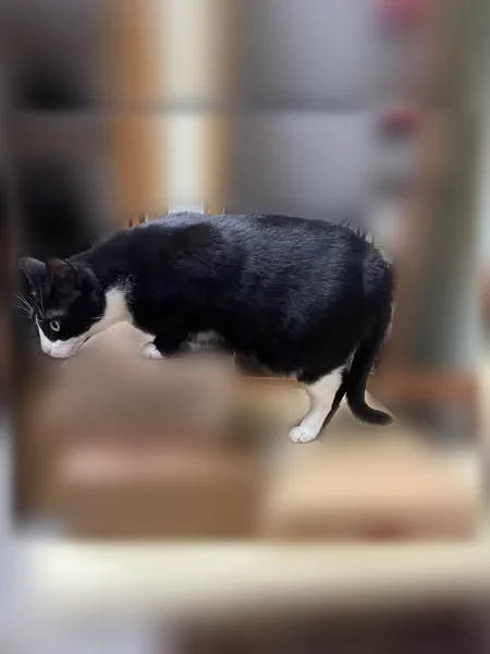 Lost cat, Ridge Road, 100, Nutley, Brookdale - male, indoor cat - photo