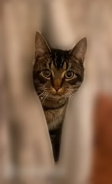 Lost cat, Lincoln Highway, 380, Fairless Hills, Arlington - male domestic tabby - photo