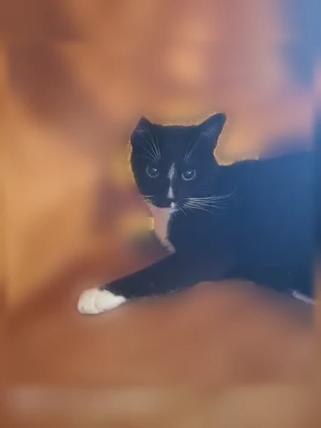 Lost cat, Carousel Circle South, 9720, Coconut Creek - male, green eyes - photo
