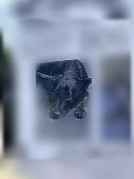 Lost dog, Camilla Road, 1811, Killeen, Allen - all black with light brown stripes - photo