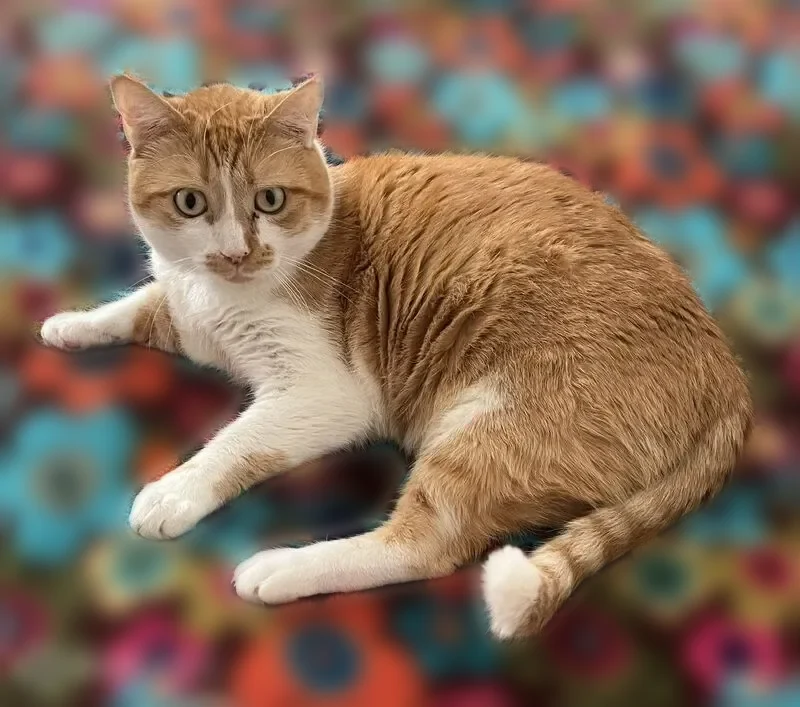 Lost cat, White Fir Court, Cupertino - male orange and white tabby with red collar and pink tag - photo