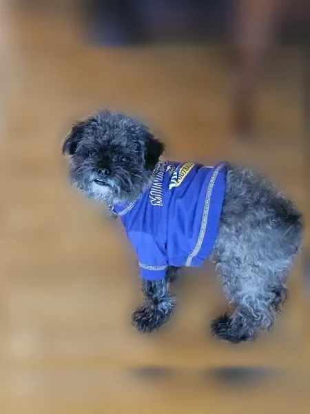 Lost dog, Red Cedar Road, 1461, Eagan - male, Shih Tzu mix, blue, green and yellow collar - photo