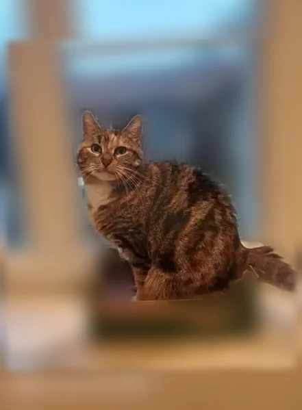 Perdue chatte femelle, Rue Belin, 57, Reims, Paris - pucée et stérilisée - photo