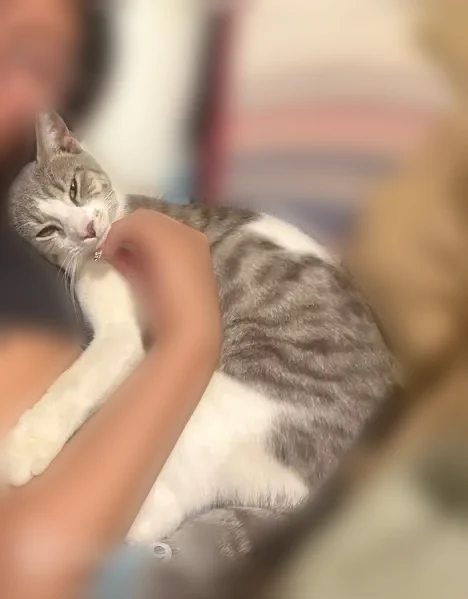 Lost cat, 12th Street South, 5024, Arlington - white, very playful and friendly - photo