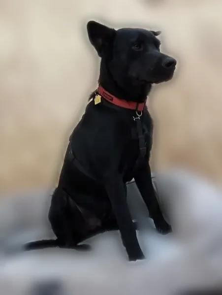 Lost dog, Winkelman, Arizona, Arlington - male black cattle dog mix - photo
