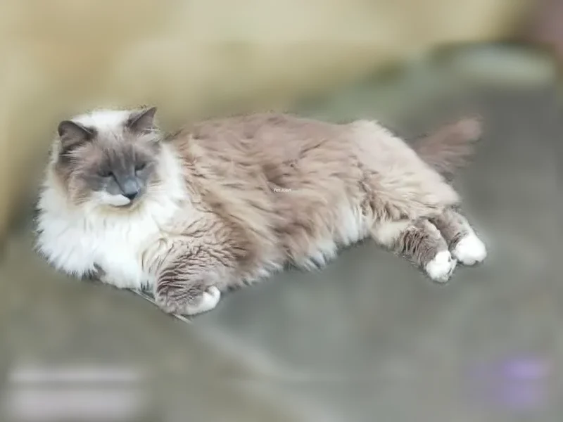 Chat perdu, mâle, Rue La Boétie, 10, Bergerac - Sacré de Birmanie, castré - photo