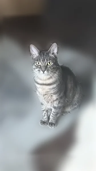 Lost cat, Wayforest Drive, 17715, Houston - female, short hair tabby - photo