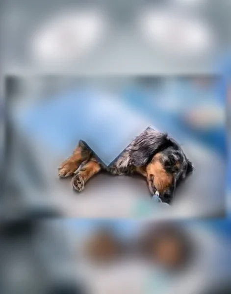 Found dog, Cape Coral, Florida, Pembroke Pines - female long-haired blue dapple dachshund - photo