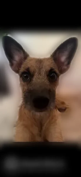 Lost dog, Hiahia Loop, 94-441, Waipahu - friendly, playful, no collar - photo