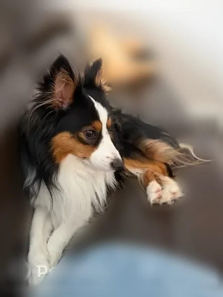 Found dog, North Central Expressway, 11411, Dallas - male, has different colored eyes - photo