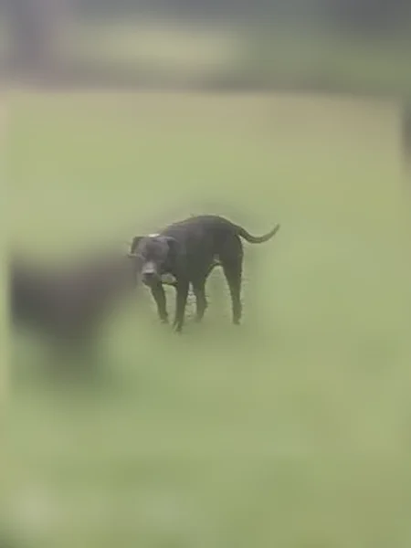 Lost dog, Rocky Mount, North Carolina - black coat, white chest - photo
