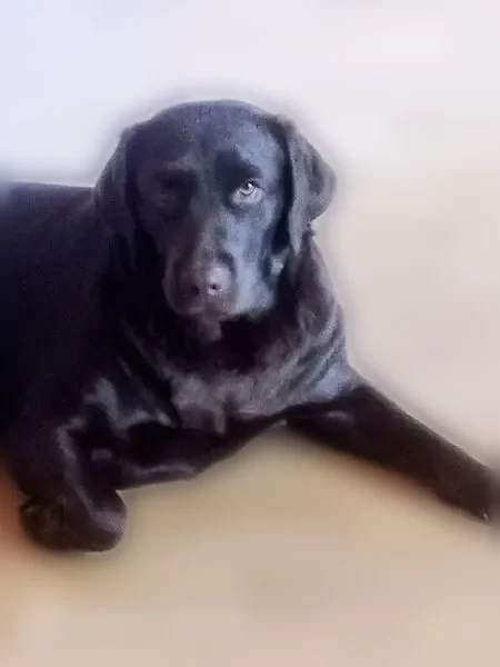 Chien perdu, femelle, Meunet-sur-Vatan, Thésée - labrador chocolat, stérilisée - photo