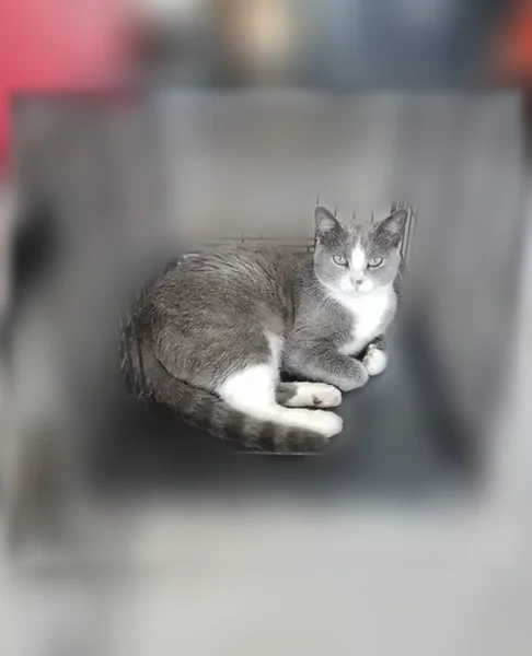 Lost cat, Ginger Lee Street, 824, Foley, Arlington - male, grey and white - photo