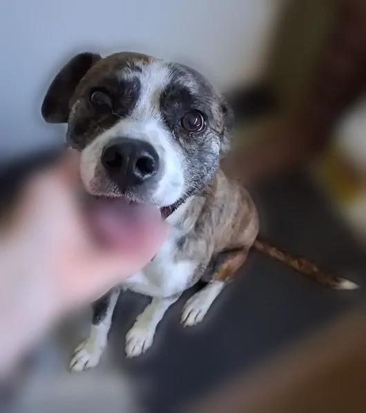 Found dog, North Shore Drive, 425, Lake Waukomis - young brindle and white male - photo