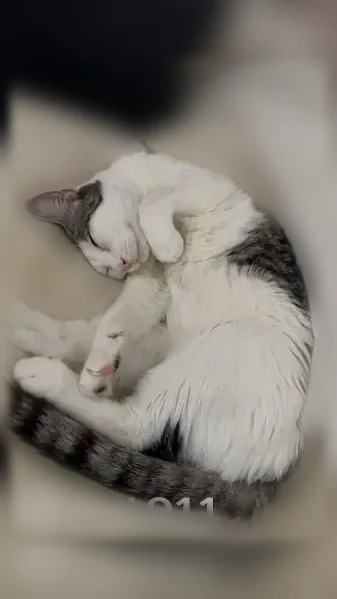 Chat perdu mâle, Saint-Martin-le-Nœud, Beauvais - adorable et se laisse approcher - photo