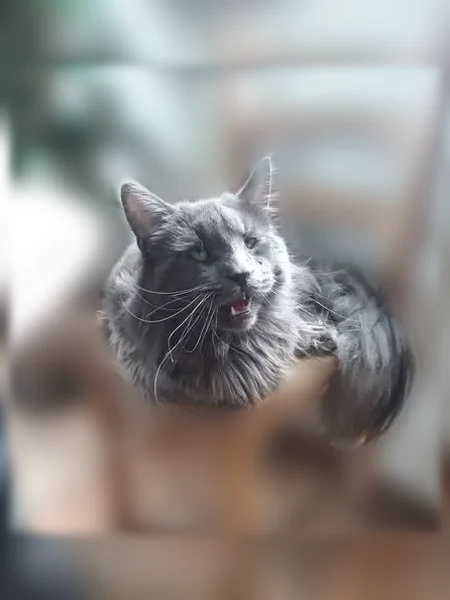 Chat perdu mâle, Place de Verdun, Ibos, Paris — maine coon gris foncé - photo