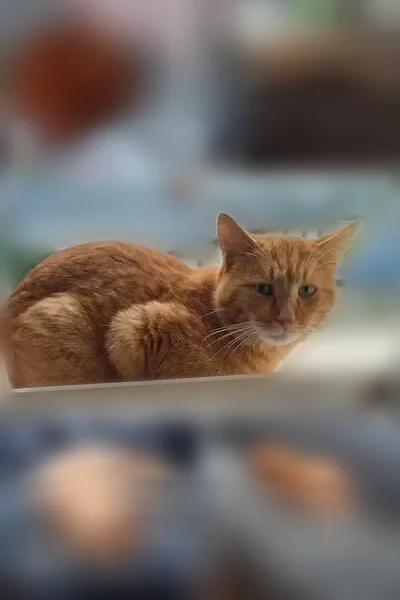 Chat perdu mâle, Rue Cauchoise, 12, Neufchâtel-en-Bray - petit, roux - photo