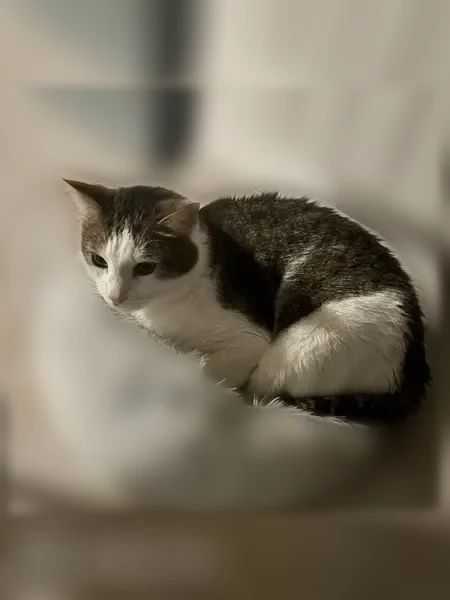Chat perdu mâle, Allée Marie Dominique Doucet, 5, Saint-Doulchard, Vierzon - photo