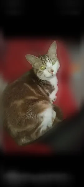 Chat perdu mâle, Rue Arago, 16 Bis, Auch, Paris - roux tricolore - photo