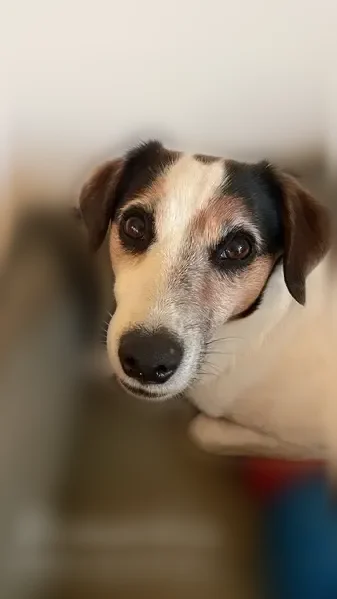 Chien perdu mâle, Route de Terra Bella, 530, Grosseto-Prugna - blanc, tache noire sur le sommet du crâne - photo