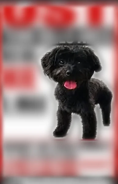 Lost dog male, Inwood Road, 4138, Shreveport - small black Yorkie - photo