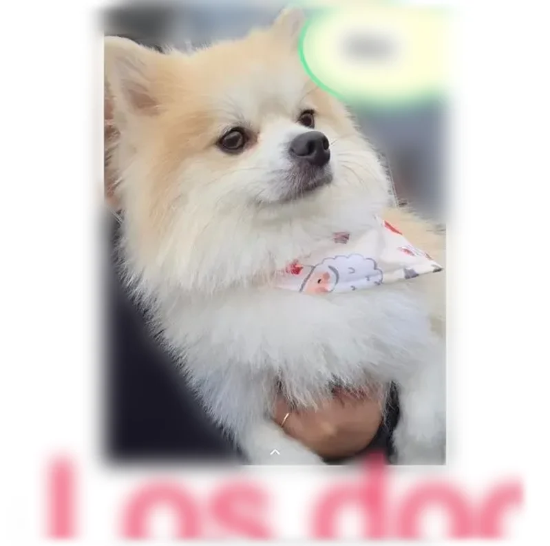 Lost dog, Avondale Drive, Midland - male, answers to Max - photo