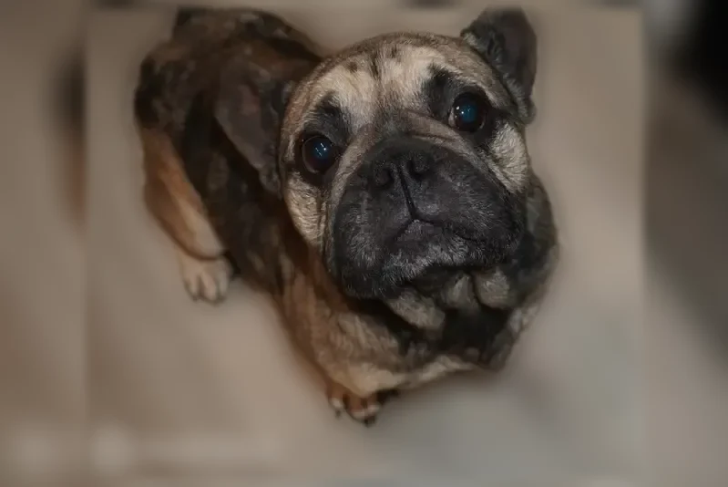 Lost dog, Sims Drive, 2068, Houston - male, old, with a bad skin condition - photo