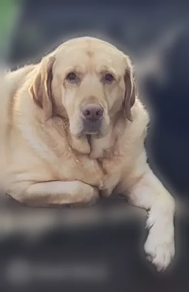 Lost dog, Texas Arm Trail & Lakecrest Dr, Jersey Village - male neutered yellow lab - photo