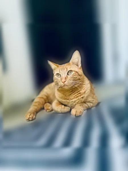 Lost cat, Innovation Drive, 5301, Middletown - female, declawed, bobtail - photo