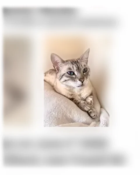 Lost cat, Westbriar Court, 5684, Hilliard, Arlington - female, shy spotted Bengal with blue eyes - photo