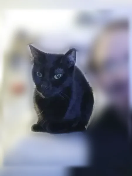 Lost cat, Cherokee Drive, 741, Lancaster - female, black, skittish - photo