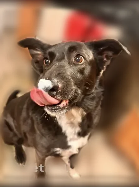 Lost dog, Pacheco Road, Bakersfield, Rocklin - female, white chest, brown eyes - photo