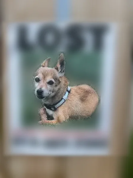 Lost dog, Banker Street, 2301, McKeesport, Bridgeville - male chihuahua - photo