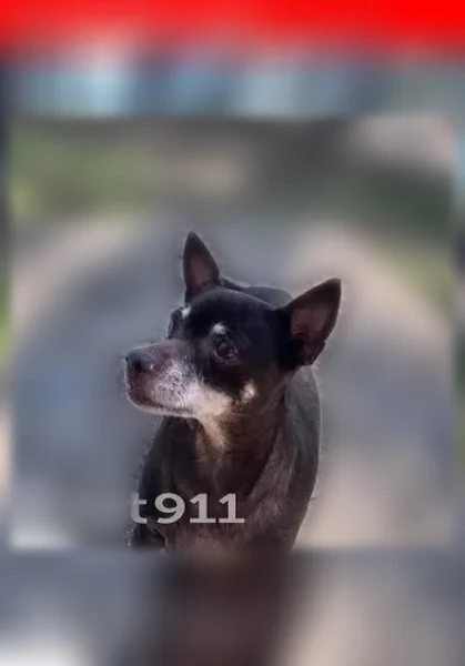 Lost dog, North 23rd Avenue, 6655, Phoenix - brown, partly deaf - photo