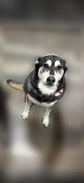 Missing dog Female, Springdale (usl539249) - photo