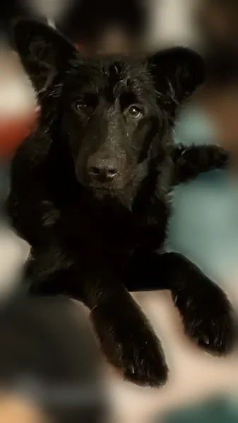 Lost dog female, West Archer Street, 415, Tulsa, Ochelata - 8 months old, no collar - photo