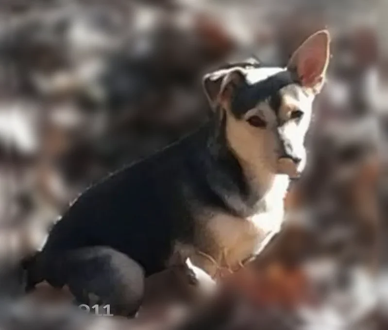 Lost dog, Clara Barton Parkway Northwest, Washington - female, 15 years old, blue eyes, hearing is going bad - photo